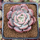 Echeveria 'Soulmint' 2" Succulent Plant