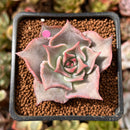 Echeveria 'Madiba' 1"-2" Succulent Plant