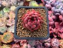 Echeveria Agavoides 'Angela Star' 1" Succulent Plant