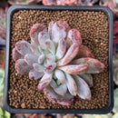 Echeveria 'Hosikage' Crested 2" Succulent Plant