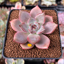 Echeveria 'Dark Chocolate' 2" Succulent Plant