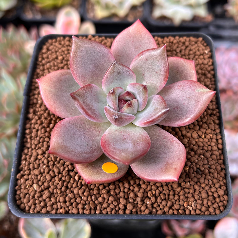 chocolate succulent Echeveria 'Dark Chocolate' 2" Succulent Plant