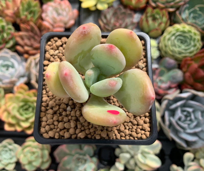 dr cornelius succulent Pachyphytum 'Doctor Cornelius' 2" Succulent Plant