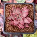 Echeveria Agavoides 'Sirus' 2" Succulent Plant