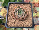 Echeveria 'Roman' 2" Succulent Plant