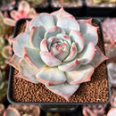 Echeveria 'Teirosa' 2"-3" Succulent Plant
