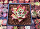 Echeveria Agavoides 'Maria' 2" Succulent Plant