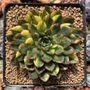 Echeveria 'Pollina' Variegated 4" Very Rare Succulent Plant