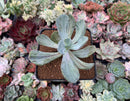 Pachyveria 'Jocelyns Joy' Variegated 3" Succulent Plant