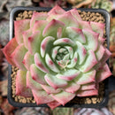 Echeveria 'Maria' 2"-3" Succulent Plant