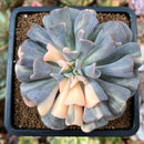 Echeveria 'Cubic Frost' Variegated 3" Succulent Plant