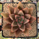 Echeveria Agavoides 'Planetary Stars' 3" Succulent Plant