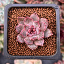 Echeveria 'Honki' 1" Succulent Plant