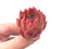 Echeveria Agavoides 'Prolifera' 2"-3" Rare Succulent Plant