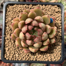 Echeveria Agavoides 'Pulima' New Hybrid 2" Succulent Plant