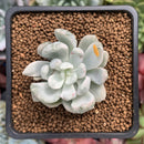 Pachyveria 'Roly-Poly' Variegated 1"-2" Succulent Plant