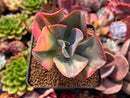 Echeveria 'Julia' Variegated 2" Succulent Plant