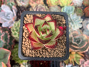 Echeveria Agavoides 'Maria' Superclone 1" Succulent Plant
