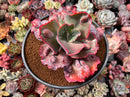 Echeveria 'Etna' 6" Large Succulent Plant