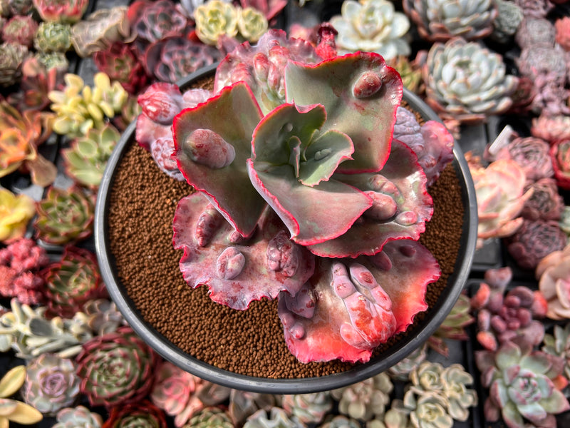 Echeveria 'Etna' 6