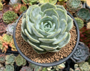 Echeveria 'Snow Shower' 4" Powdery Succulent Plant