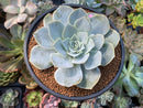 Echeveria 'Domingo' 3"-4" New Hybrid Succulent Plant