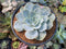 Echeveria 'Domingo' 3"-4" New Hybrid Succulent Plant