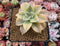 Graptopetalum 'Paraguayense' Variegated 3" Succulent Plant