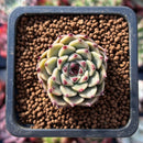 Echeveria Agavoides 'Sarabony' 1" (Seed Grown) Succulent Plant