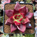 Echeveria Agavoides 'Super Ocean' 2" Succulent Plant