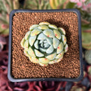 Echeveria 'Ghost' 1"-2" Succulent Plant