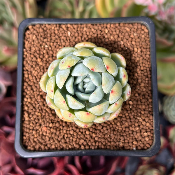 ghost succulent echeveria Echeveria 'Ghost' 1"-2" Succulent Plant – True Succulents Plant Co