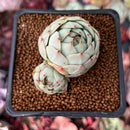 Echeveria 'Rose Mamonde' 1" Succulent Plant