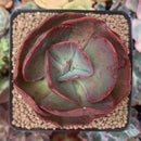 Echeveria 'Big Red' 2"-3" Succulent Plant