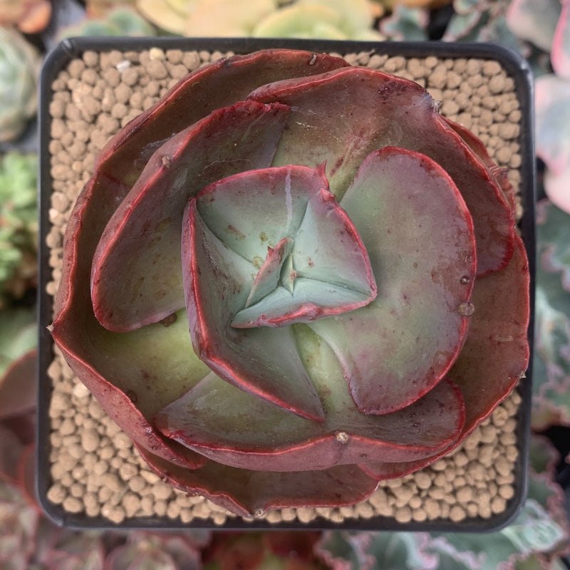 big echeveria succulent Echeveria 'Big Red' 2"-3" Succulent Plant – True Succulents Plant Co