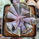 Echeveria 'Valkyrie' 2"-3" Succulent Plant