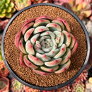 Echeveria 'White Champaign' 4" Succulent Plant