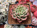 Echeveria 'Belladona' 2" Succulent Plant