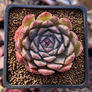Echeveria 'Momentum' 2" Succulent Plant