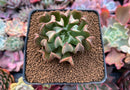 Echeveria 'Black Hawk' 2" Succulent Plant