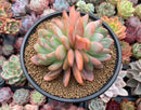 Echeveria 'Starmark' 4"-5" Large Succulent Plant
