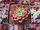 Echeveria Agavoides 'Star Boss' 2" Succulent Plant