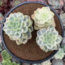 Echeveria 'Tinkerbell' Variegated 4" Cluster Succulent Plant