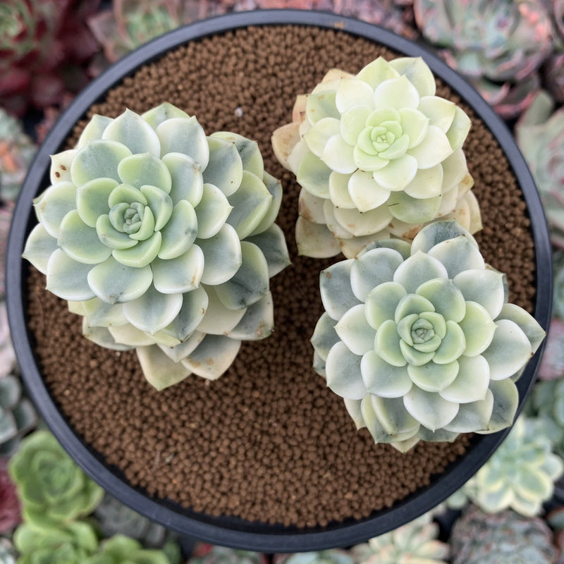 Echeveria 'Tinkerbell' Variegated 4
