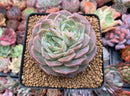 Echeveria 'Helena' Bifurcated 3" Succulent Plant