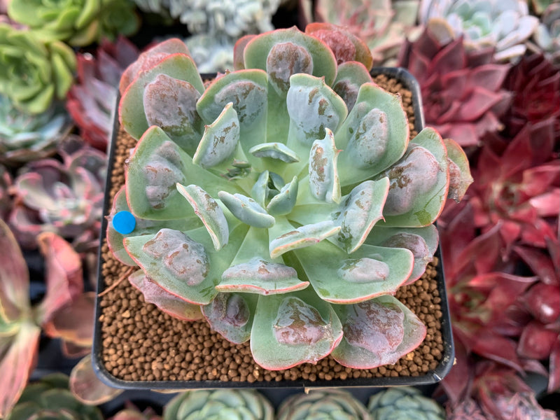 Echeveria 'Pagoda' 3