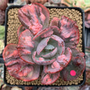 Echeveria 'Beyonce' Variegated 3"-4" Succulent Plant