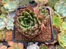Echeveria Agavoides 'Sarabony' 2" Succulent Plant