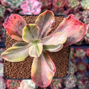 Echeveria 'Fimbriata' Variegated AKA 'Fasciculata' 2" Succulent Plant