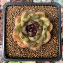 Echeveria Agavoides 'Rose Queen' 2" Succulent Plant